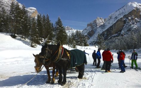 horses ready to tow skiers to a ski lift